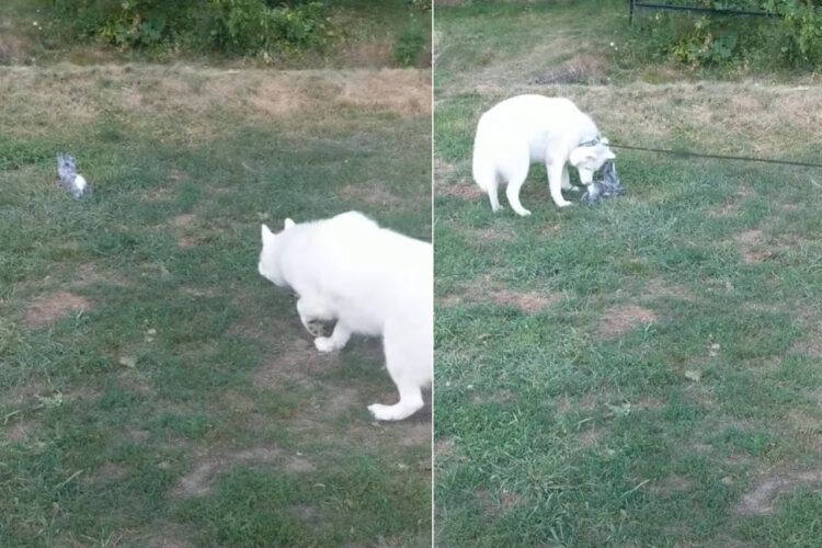 獲物を発見したハスキー犬。忍び足で近付いて飛びかかりますが、それは獲物ではありませんでした！！【アメリカ・動画】