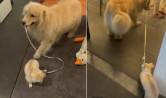 ゴールデンレトリバーは子犬を散歩中?リードをくわえて、お家の中を散策しています【海外・動画】