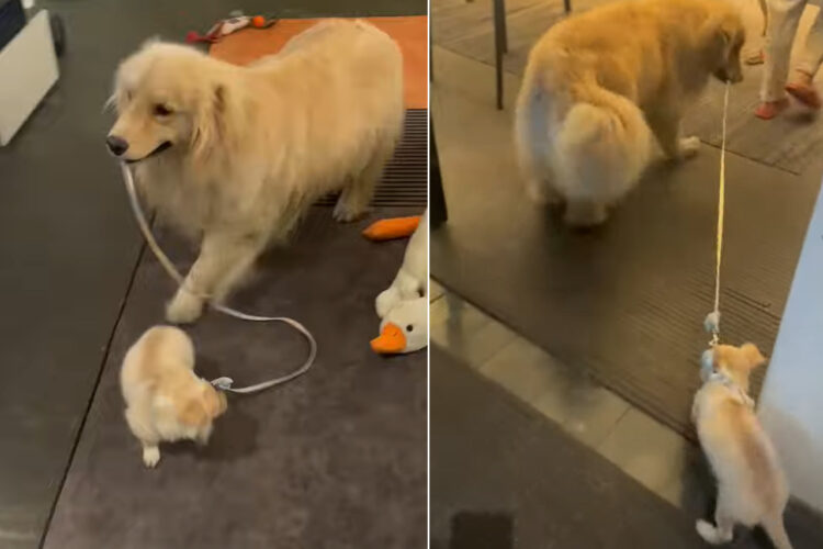 ゴールデンレトリバーは子犬を散歩中？リードをくわえて、お家の中を散策しています【海外・動画】