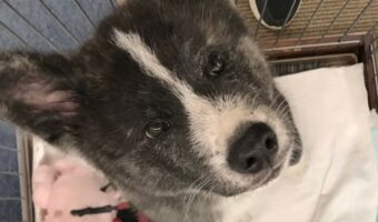 この子がこんなに大きくなるんだからすごい・・・秋田犬の成長ぶりがわかる2枚の写真が話題に!