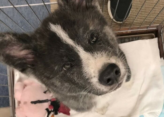 この子がこんなに大きくなるんだからすごい・・・秋田犬の成長ぶりがわかる2枚の写真が話題に！