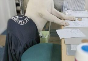 まるで人間のスタッフのようにデスクで待ち構える秋田犬が話題に！「あら！新しい受付さんですね～」