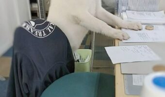 まるで人間のスタッフのようにデスクで待ち構える秋田犬が話題に！「あら！新しい受付さんですね～」