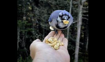 女性の手の上で食事をするアオカケス。その美しさと懐っこさにビックリ！！【海外・動画】