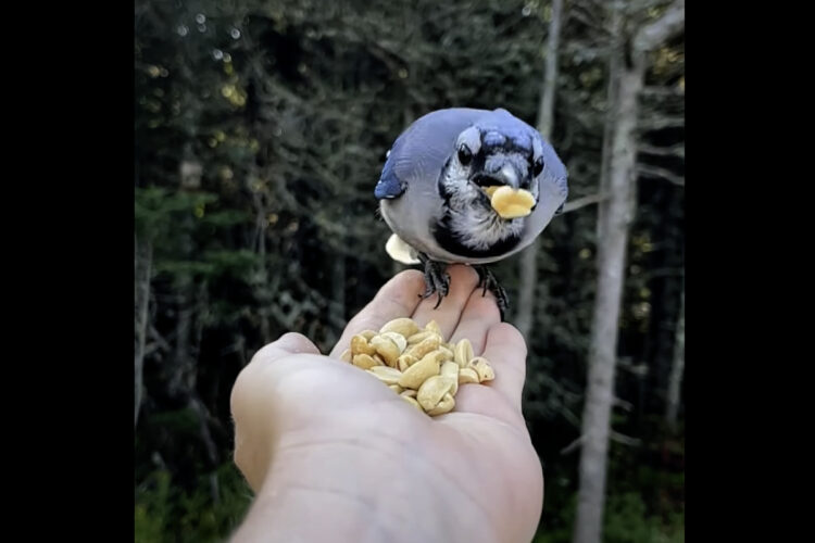 女性の手の上で食事をするアオカケス。その美しさと懐っこさにビックリ！！【海外・動画】