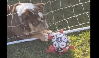 ゴールキーパーをするブルドッグ。だけどボールはがあるのはネット裏だよ！！