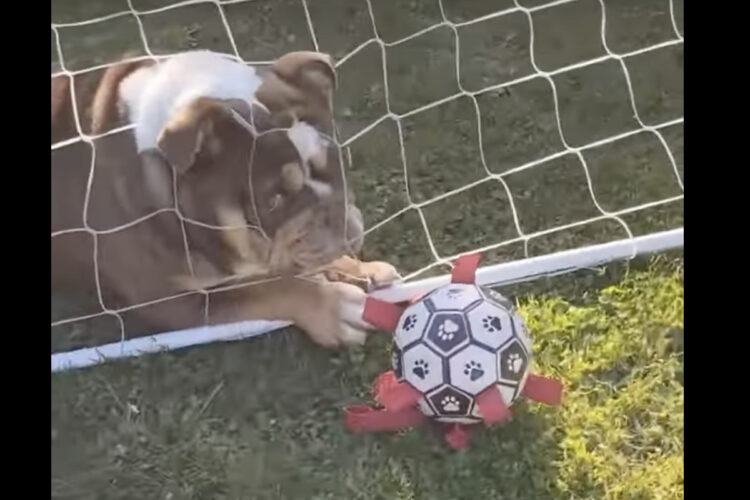 ゴールキーパーをするブルドッグ。だけどボールはがあるのはネット裏だよ！！