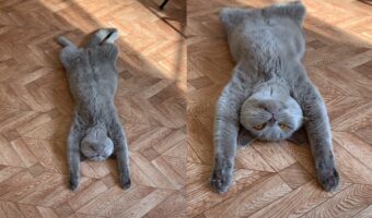 完全に伸びちゃってる寝姿ががかわいい猫様!寝顔を見ようと寄ってみたら怖かった!