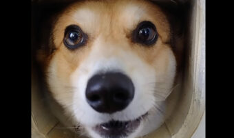 猫用のペットドアをノックすると・・、ご機嫌なコーギーがお出迎え！だけどリアクションをしないでいると・・【アメリカ・動画】