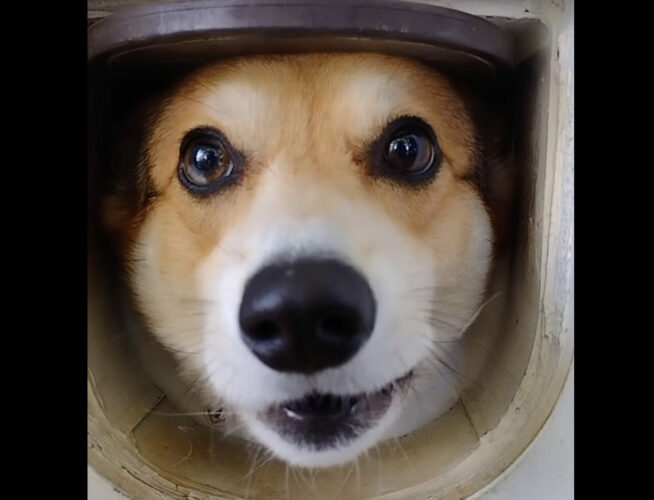 猫用のペットドアをノックすると・・、ご機嫌なコーギーがお出迎え！だけどリアクションをしないでいると・・【アメリカ・動画】