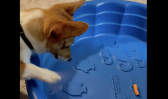 プールを怖がるコーギー。そこで空のプールにおやつを用意して入ってもらおうとしたら・・、コーギーのほうが一枚上手!?