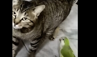 猫の親友はインコ!?インコのかまってアピールに応えてぎゅっとハグしてあげます!!【海外・動画】