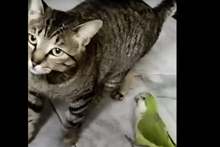 猫の親友はインコ！？インコのかまってアピールに応えてぎゅっとハグしてあげます！！【海外・動画】