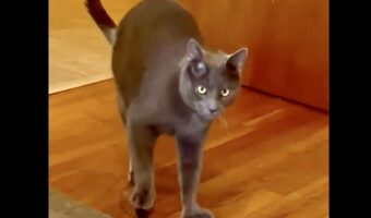 バレてないつもりなのかな?猫が香水を持って部屋の外に出ようと後ずさり!【アメリカ・動画】