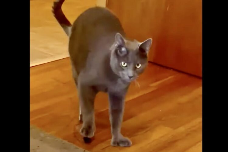 バレてないつもりなのかな？猫が香水を持って部屋の外に出ようと後ずさり！【アメリカ・動画】