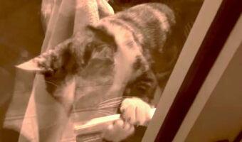 外に出たい子猫。ドアノブにおててを伸ばし開けるのかと思いきや・・まさかのハプニングが!!【海外・動画】