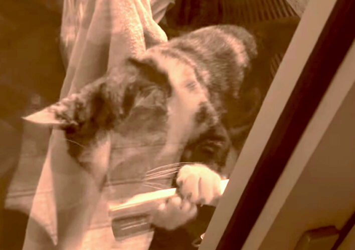 外に出たい子猫。ドアノブにおててを伸ばし開けるのかと思いきや・・まさかのハプニングが！！【海外・動画】