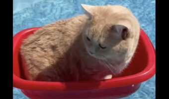 暑い日は水慣れした猫ならプールを楽しむ!?洗面器のボートに乗る猫がかわいい!!