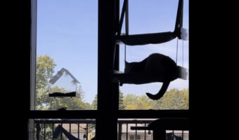 窓辺でまどろんでいた猫はビックリ！気持ちよく寝ているどころじゃない事態に！！【アメリカ・動画】