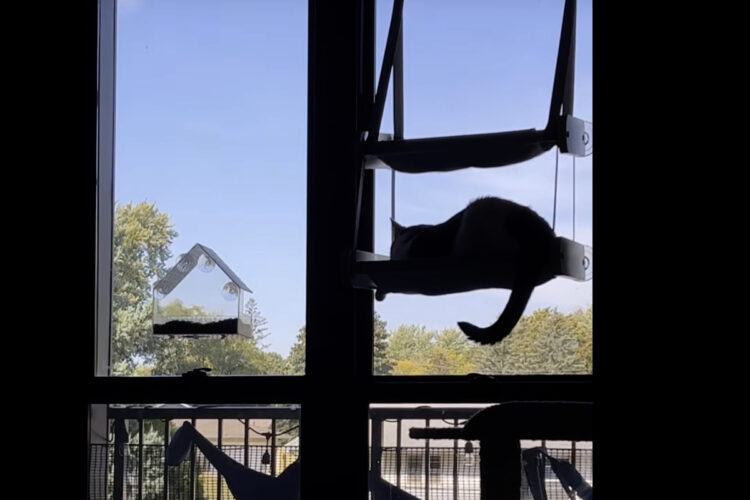 窓辺でまどろんでいた猫はビックリ！気持ちよく寝ているどころじゃない事態に！！【アメリカ・動画】