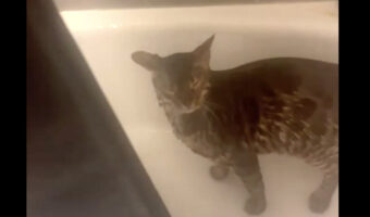お風呂が大好きな猫!シャワーをたっぷり浴びてもまだ足りないみたいで外に出ようとしません!【アメリカ・動画】