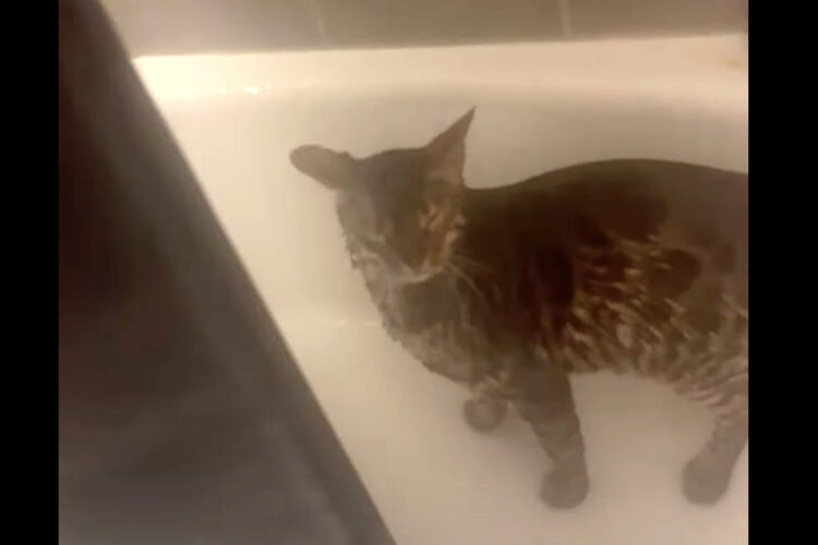 お風呂が大好きな猫！シャワーをたっぷり浴びてもまだ足りないみたいで外に出ようとしません！【アメリカ・動画】