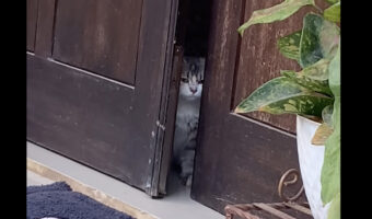 あとちょっと開けば・・。ドアを通り抜けたい猫は外に出るため必死です!!【海外・動画】