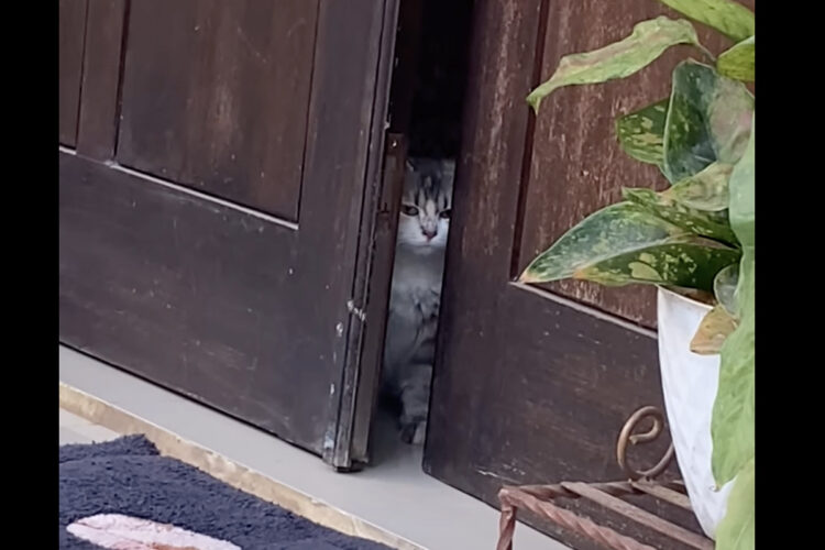 あとちょっと開けば・・。ドアを通り抜けたい猫は外に出るため必死です！！【海外・動画】