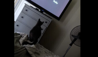 テレビ台まで移動を目論む猫。ところが、この子は大事なある事を忘れていたのです・・【アメリカ・動画】