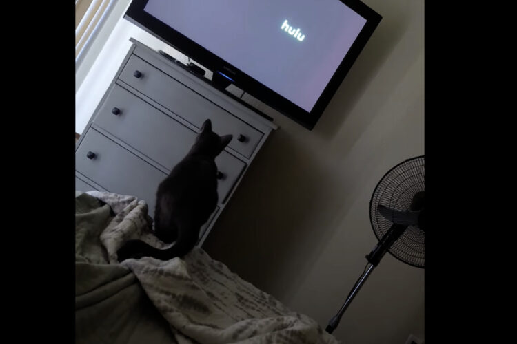 テレビ台まで移動を目論む猫。ところが、この子は大事なある事を忘れていたのです・・【アメリカ・動画】