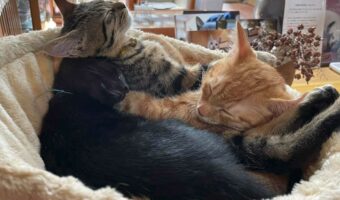 団子のように密着！『幸せのネコ団子』が可愛すぎると話題に！「ごまだんご、みたらしだんご、あんだんごですね」