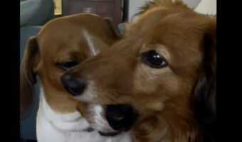 食べちゃいたいくらい愛おしいとは言うけれど・・、ダックスフンドが仲良しきょうだいの事をパクっ！？【アメリカ・動画】