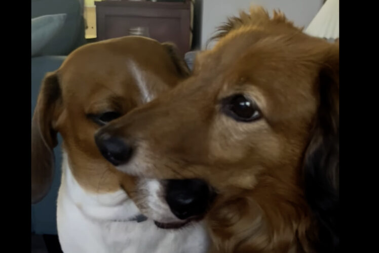 食べちゃいたいくらい愛おしいとは言うけれど・・、ダックスフンドが仲良しきょうだいの事をパクっ！？【アメリカ・動画】