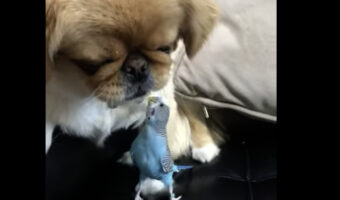 仲良しな子犬とインコ。ふたりはソファの上で一緒につくろいでいます【アメリカ・動画】