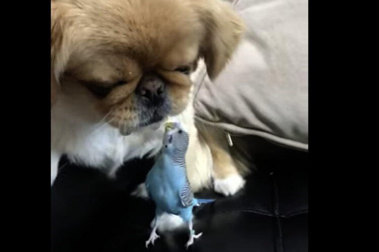 仲良しな子犬とインコ。ふたりはソファの上で一緒につくろいでいます【アメリカ・動画】