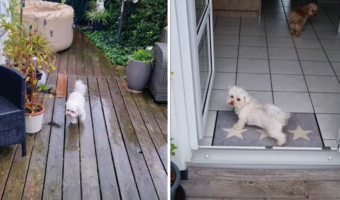 お外から帰ってきた子犬がまず最初にすることは・・、自分でしっかり足を綺麗にすることです!!【海外・動画】