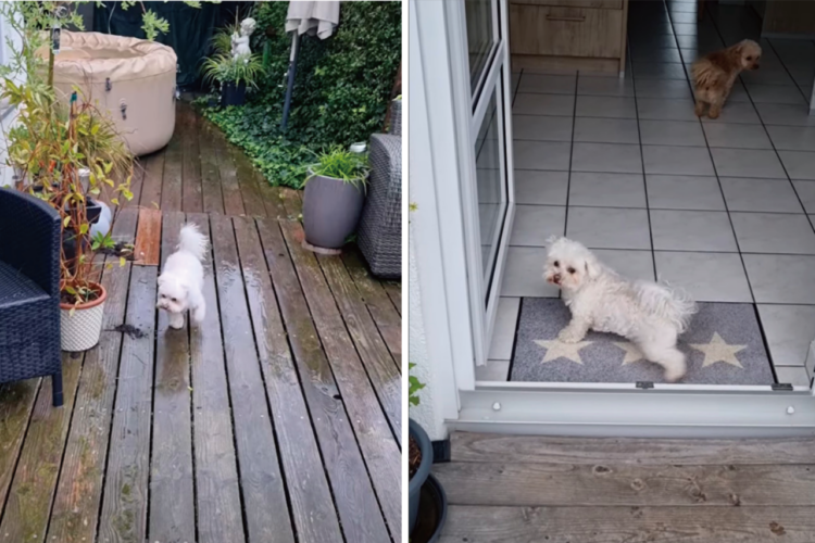 お外から帰ってきた子犬がまず最初にすることは・・、自分でしっかり足を綺麗にすることです！！【海外・動画】