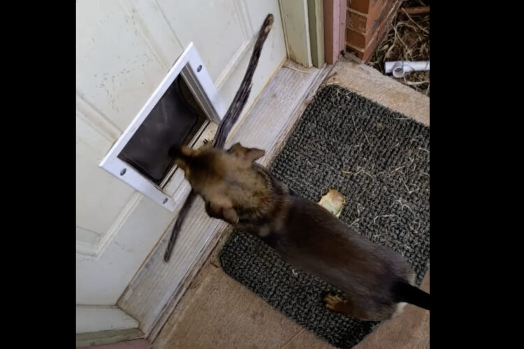 賢い愛犬！木の枝をくわえたままではペットドアをくぐれないと理解して・・次に取った行動に驚き！！【アメリカ・動画】