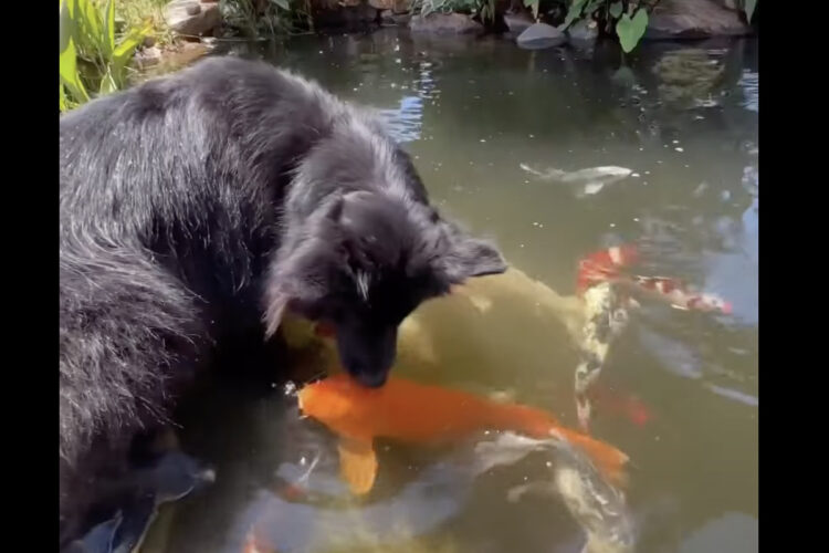 お友達になったのかな？愛犬が顔を寄せて優しく交流するのは・・鯉でした！！