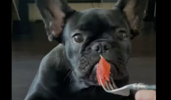 物欲しそうな顔をしている愛犬。この子が欲しがったのは・・みずみずしくておいしそうなスイカでした！！