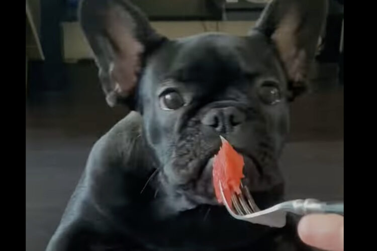 物欲しそうな顔をしている愛犬。この子が欲しがったのは・・みずみずしくておいしそうなスイカでした！！