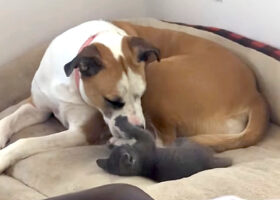 ベビーシッターをする愛犬。そのお相手は生後5週間の子猫です！！【海外・動画】