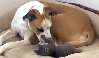 ベビーシッターをする愛犬。そのお相手は生後5週間の子猫です!!【海外・動画】