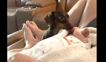 ダックスフンドは赤ちゃんのお世話がしたい？ブランケットをかけようと奮闘する姿が天使すぎる！！【アメリカ・動画】