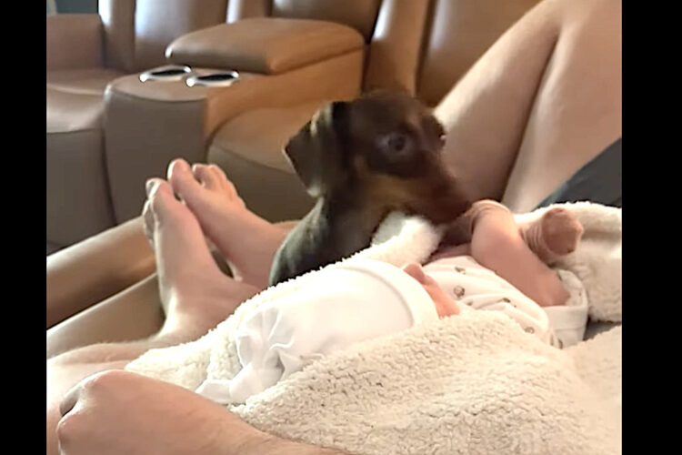 ダックスフンドは赤ちゃんのお世話がしたい？ブランケットをかけようと奮闘する姿が天使すぎる！！【アメリカ・動画】