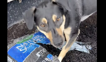 愛犬はお手伝いがしたい!?パパさんが開けた袋から腐葉土を元気に出していきます!!【アメリカ・動画】