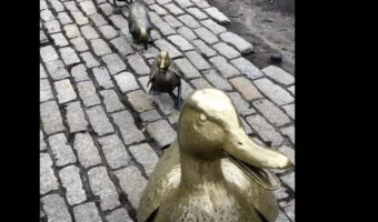 公園に設置されたアヒルの親子のブロンズ像。その最後尾にいたのは・・【アメリカ・動画】