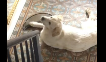 階段のマットをオモチャにしていた子犬。イタズラがバレた時に取った行動とは!?