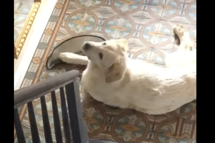 階段のマットをオモチャにしていた子犬。イタズラがバレた時に取った行動とは！？