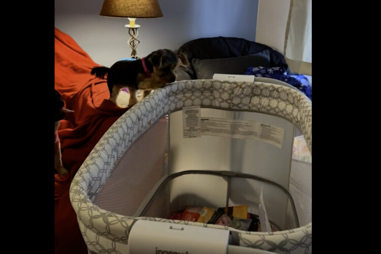 バシネットが気になるヨークシャーテリア。飛び込んだそこにはたくさんのおやつが！！【アメリカ・動画】